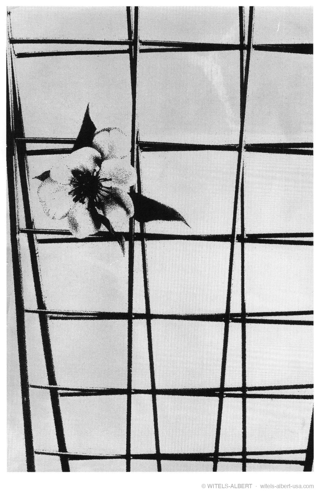 Photograph of a single blossom seen through a lattice of straight, crossing glazing bars against the sky.